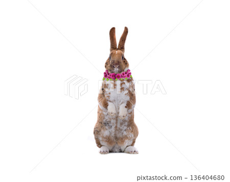 Easter bunny with flowers standing isolated on a white background. Easter bunny with flowers standing isolated on a white background. 136404680