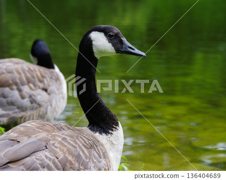 goose (bar headed) on a blurred background goose (bar headed) on a blurred background 136404689