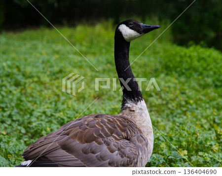 goose (bar headed) on a blurred background goose (bar headed) on a blurred background 136404690