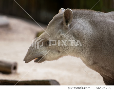 portrait of tapir on blurred background 136404700