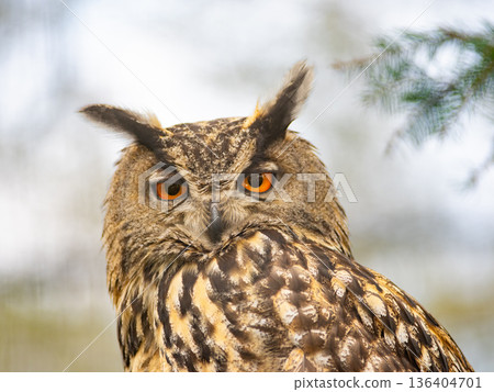 portrait of an owl on a blurred background 136404701