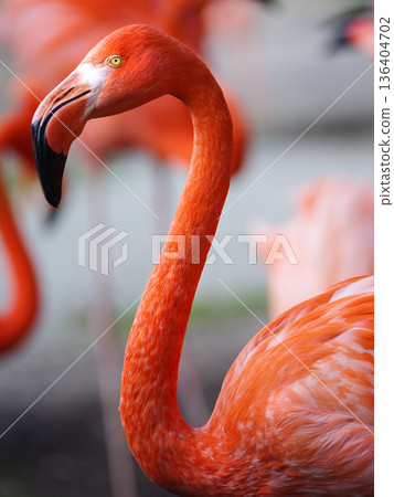 Flamingo portrait on blurred background Flamingo portrait on blurred background 136404702