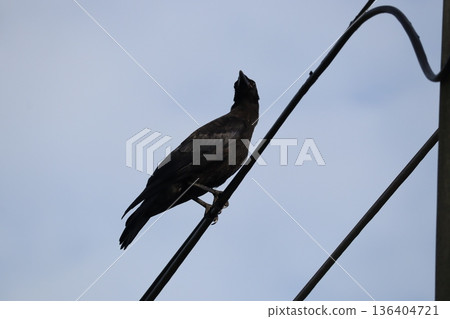 Crow Crow 136404721