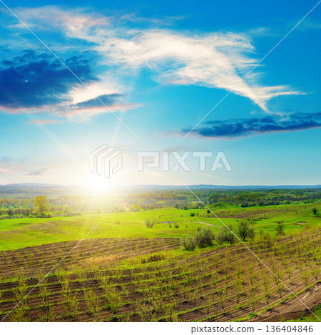 Beautiful sunrise over a young fruit orchard in spring Beautiful sunrise over a young fruit orchard in spring 136404846