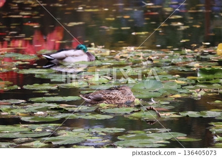 Mallard Mallard 136405073