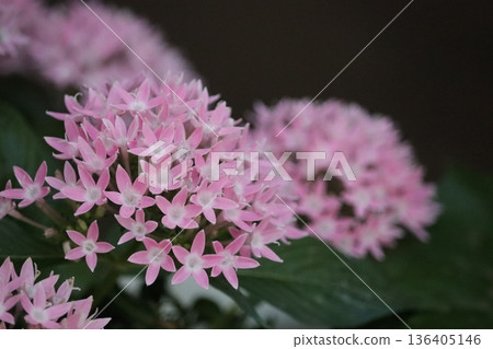 Pink pentas flowers are blooming Pink pentas flowers are blooming 136405146