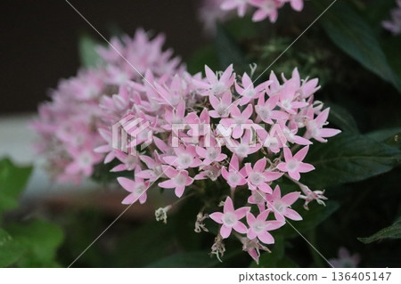 Pink pentas flowers are blooming 136405147