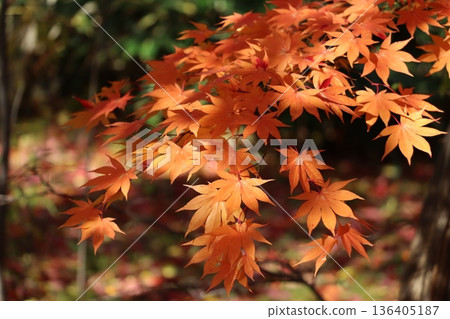 Leaves of autumn leaves Leaves of autumn leaves 136405187