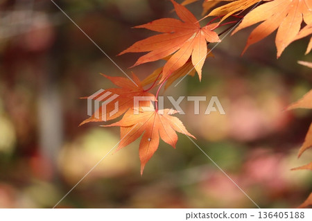Leaves of autumn leaves Leaves of autumn leaves 136405188