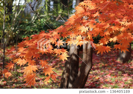 Leaves of autumn leaves 136405189