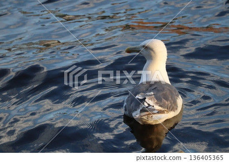 Seagull floating on the water 136405365