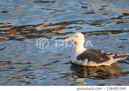Seagull floating on the water Seagull floating on the water 136405366