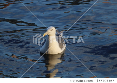 Seagull floating on the water Seagull floating on the water 136405367