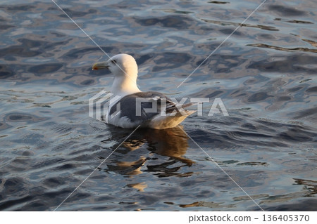 Seagull floating on the water 136405370