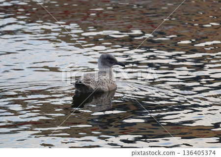 Seagull floating on the water 136405374