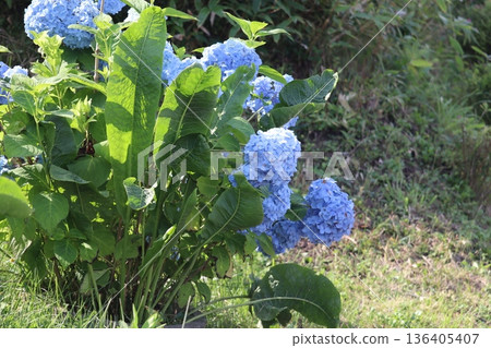 Blue hydrangea Blue hydrangea 136405407