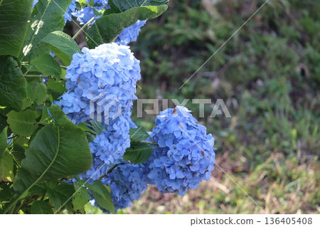 藍色繡球花 136405408