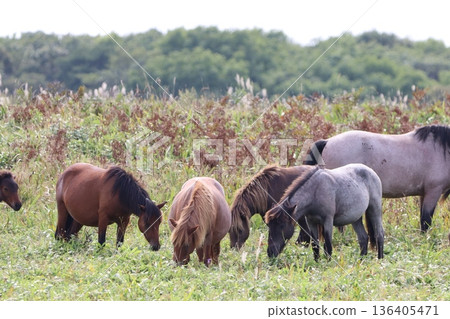 Horses grazing Horses grazing 136405471