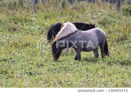 Horses grazing Horses grazing 136405472