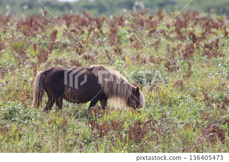 Horses grazing Horses grazing 136405473