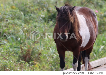 Horses grazing Horses grazing 136405491