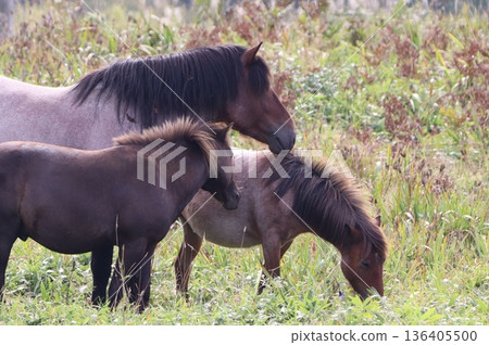Horses grazing Horses grazing 136405500