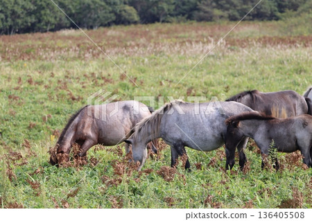 Horses grazing Horses grazing 136405508