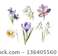 A collection of watercolor spring flowers on a white background.  136405560