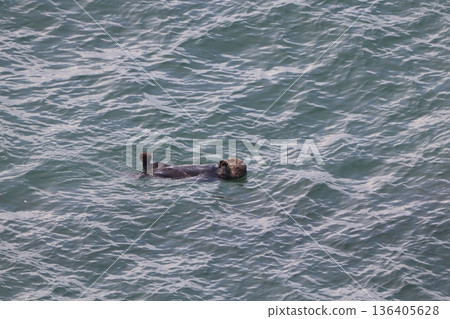 Swimming Sea Otter 136405628