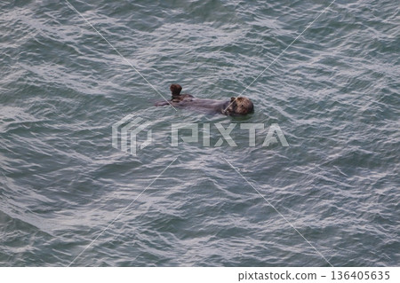 Swimming Sea Otter 136405635