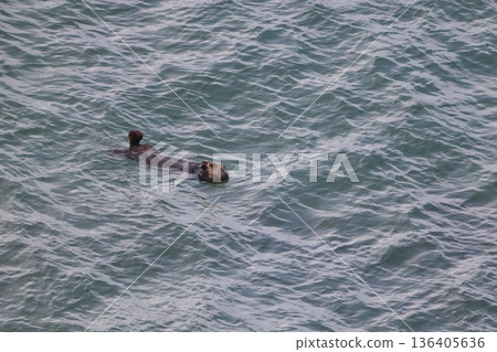 海獺游泳 136405636