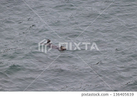 Swimming Sea Otter 136405639