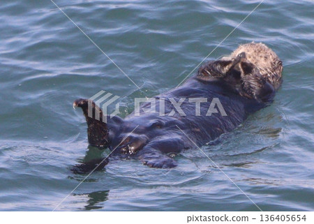 Swimming Sea Otter Swimming Sea Otter 136405654