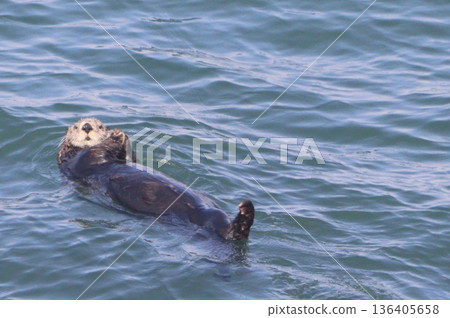 海獺游泳 海獺游泳 136405658
