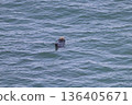 Swimming Sea Otter 136405671
