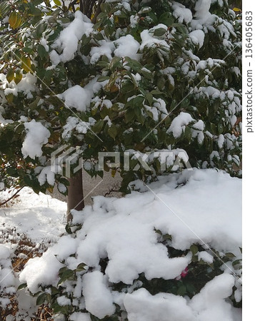 樹埋在雪中 136405683