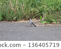 Black-backed Wagtail looking for food 136405719