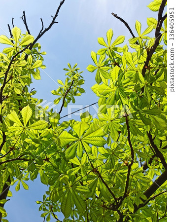 Bright green chestnut leaves illuminated by sunlight against clear blue sky viewed from below. The image represents the concept of spring growth, nature renewal, freshness and natural harmony Bright green chestnut leaves illuminated by sunlight against clear blue sky viewed from below. The image represents the concept of spring growth, nature renewal, freshness and natural harmony 136405951