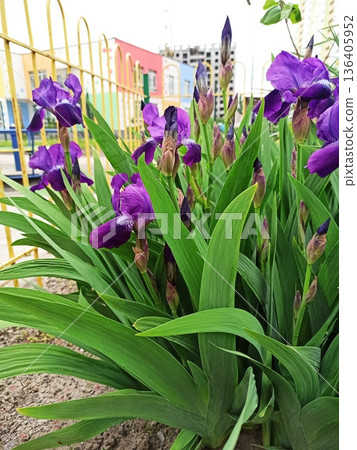Purple iris flowers blooming in urban garden with green leaves and colorful buildings in background. The image represents the concept of spring bloom, natural beauty, growth Purple iris flowers blooming in urban garden with green leaves and colorful buildings in background. The image represents the concept of spring bloom, natural beauty, growth 136405952