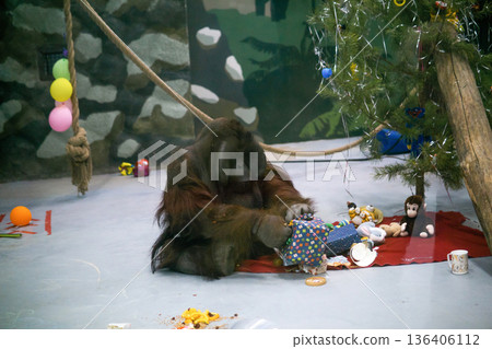 orangutan unpacks presents under a Christmas tree in its enclosure, behavioral enrichment in zoo 136406112