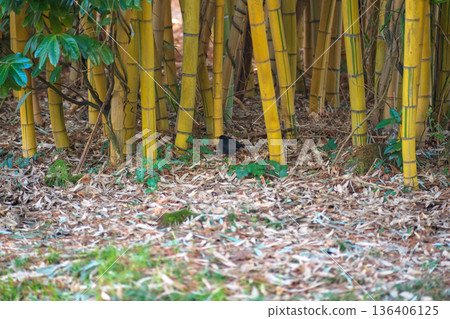 Blackbird in the bamboo forest 136406125
