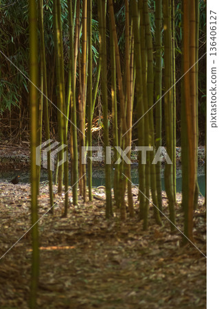 a stream among bamboo thickets a stream among bamboo thickets 136406127