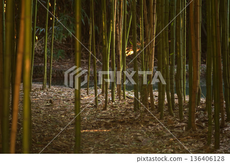 bamboo thickets by the stream bamboo thickets by the stream 136406128