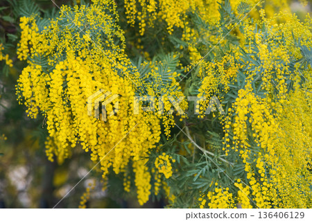 Yellow mimosa flowers on a tree in spring. Close-up. 136406129