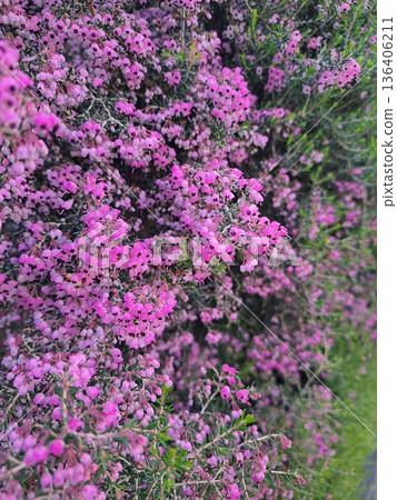 Pink Erica blooming in the garden Pink Erica blooming in the garden 136406211