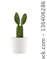 Cactus Opuntia with bunny ears isolated on white with clipping path 136406286