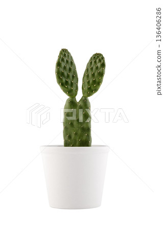 Cactus Opuntia with bunny ears isolated on white with clipping path 136406286