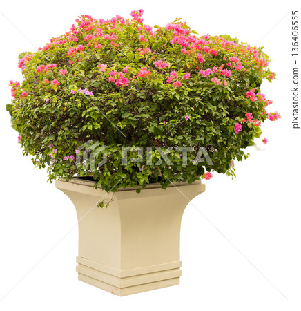 Bougainvillea plant is displayed in a decorative pot. The green foliage is vibrant, and the pink flowers add color. This arrangement suits various indoor or outdoor settings 136406555