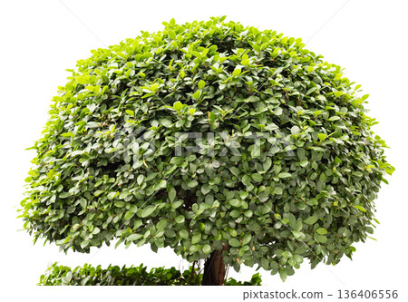Lush green tree with a round shape and abundant leaves is isolated on a white background. This element can be used in various design projects for a natural look 136406556