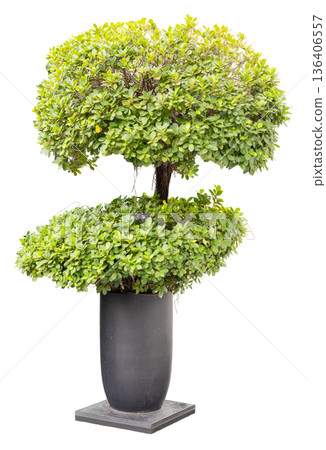 This topiary tree has a round shape and is placed in a black pot. The green leaves fill the top and provide a clean look. It can be used in garden designs or decor This topiary tree has a round shape and is placed in a black pot. The green leaves fill the top and provide a clean look. It can be used in garden designs or decor 136406557
